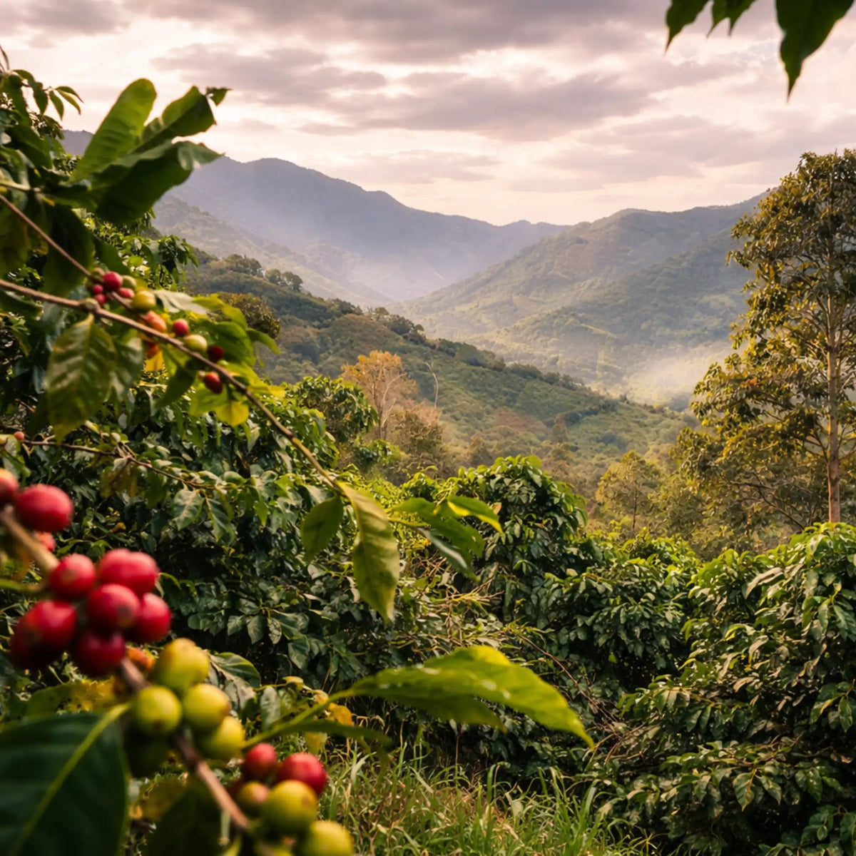 Koffieplantage met rijpe koffiebessen in bergachtig landschap als visuele uitleg van single origin koffie en herkomstspecifieke smaakprofielen